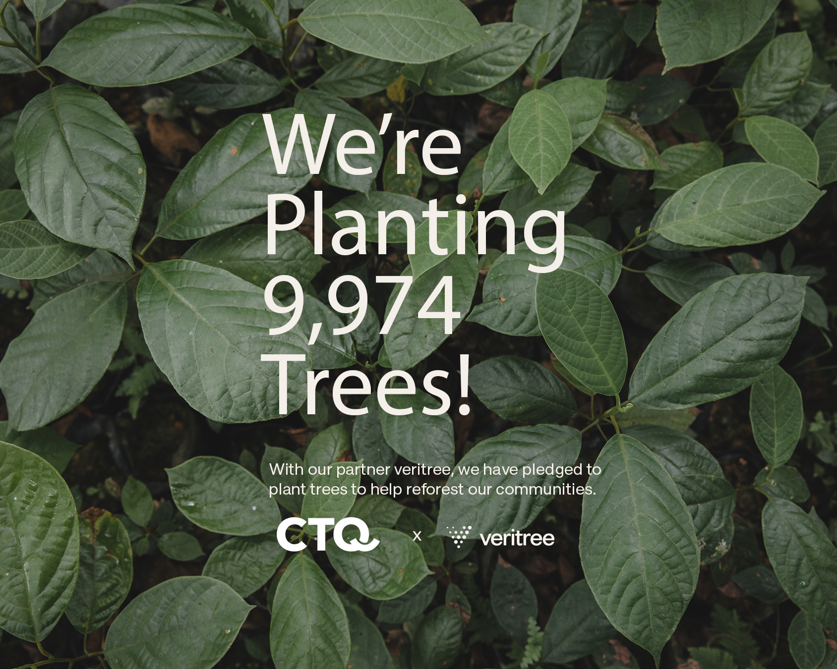 CTQ Consultants Plant 9,974 Trees in Partnership with veritree